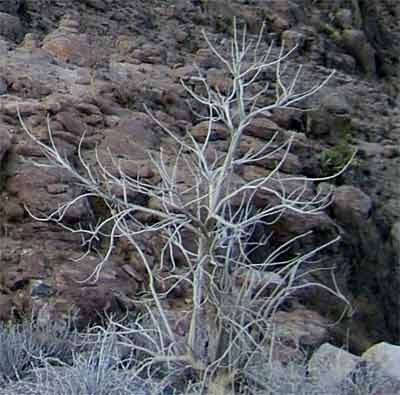 Tree at retreat site.